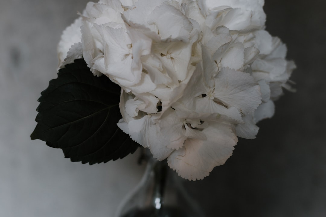 Photo Elegant simplicity